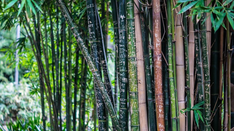 Eco-Friendly Wearables